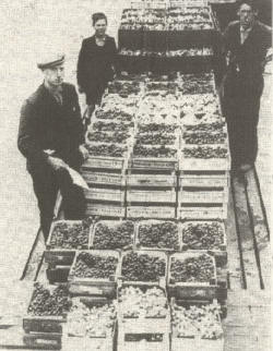 Zowerden in 1953 ook de druiven van dokter Griep naar de veiling vervoerd. (foto uit Westlandse Courant, bron Gemeente archief Naaldwijk)